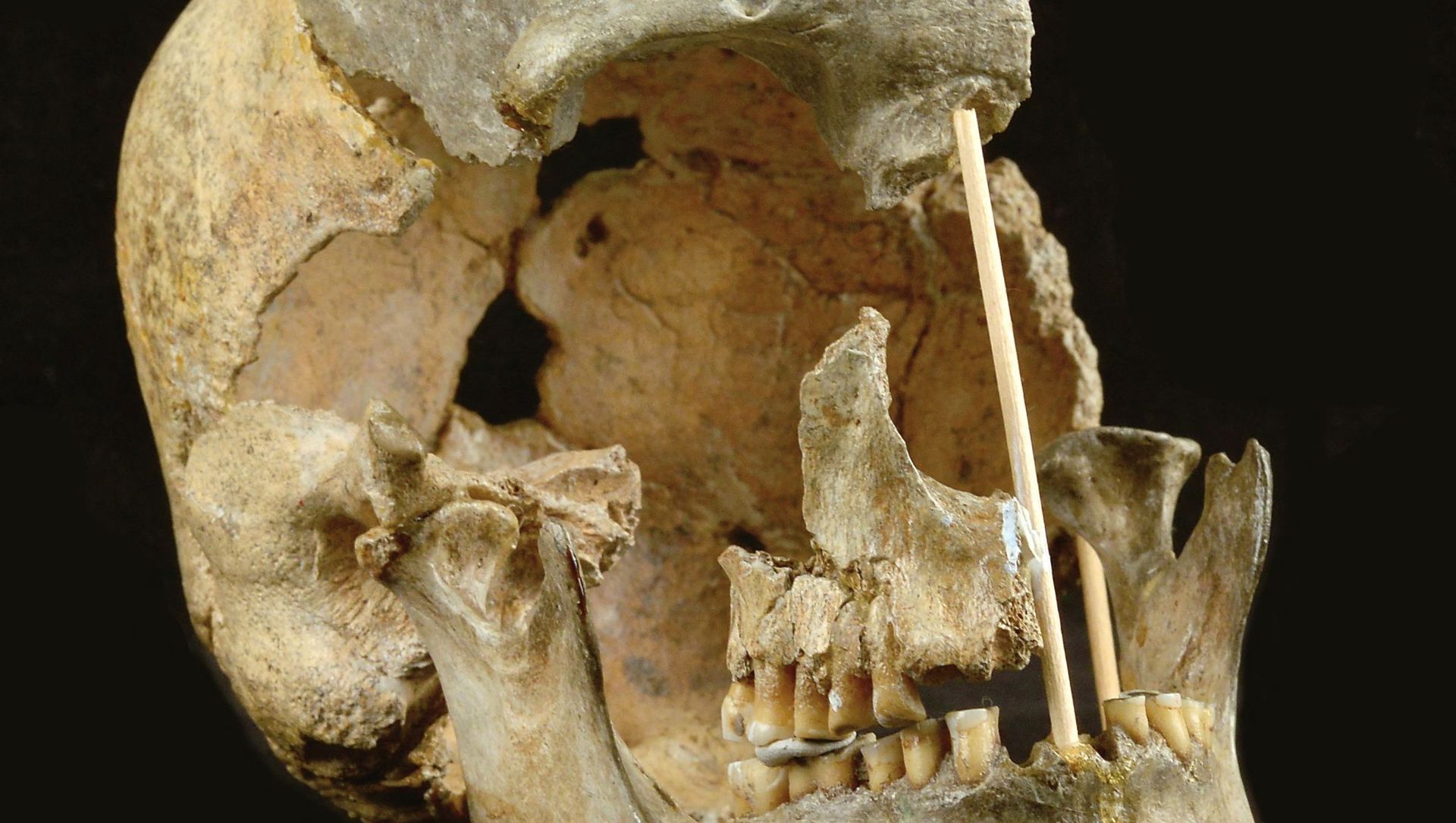 This handout picture released on April 7, 2021, by the National Museum of Prague shows the skull of a modern human female individual from Zlaty kun This handout picture released on April 7, 2021, by the National Museum of Prague shows the skull of a modern human female individual from Zlaty kun - Sputnik International, 1920, 08.04.2021