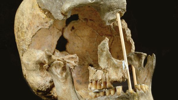 This handout picture released on April 7, 2021, by the National Museum of Prague shows the skull of a modern human female individual from Zlaty kun - Sputnik International