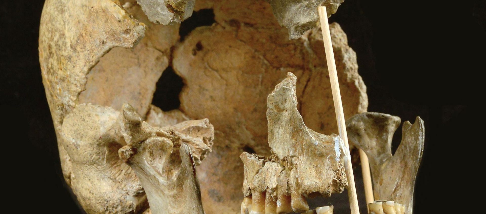 This handout picture released on April 7, 2021, by the National Museum of Prague shows the skull of a modern human female individual from Zlaty kun This handout picture released on April 7, 2021, by the National Museum of Prague shows the skull of a modern human female individual from Zlaty kun - Sputnik International, 1920, 08.04.2021