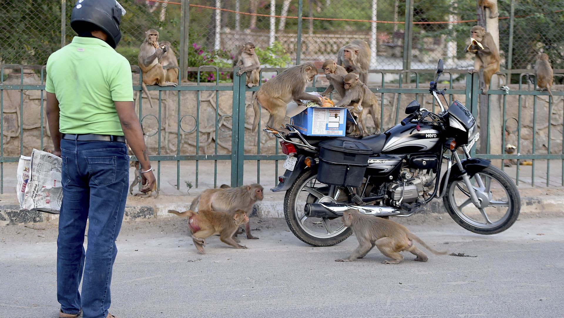 A man feeds monkeys during a government-imposed nationwide lockdown as a preventive measure against the COVID-19 coronavirus in New Delhi on April 10, 2020 A man feeds monkeys during a government-imposed nationwide lockdown as a preventive measure against the COVID-19 coronavirus in New Delhi on April 10, 2020 - Sputnik International, 1920, 09.04.2021