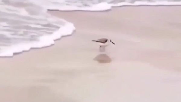 Not today. No wet feet today - Sputnik International