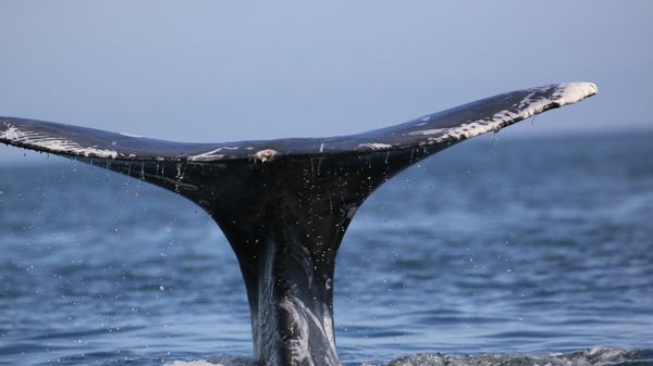 A whale - Sputnik International
