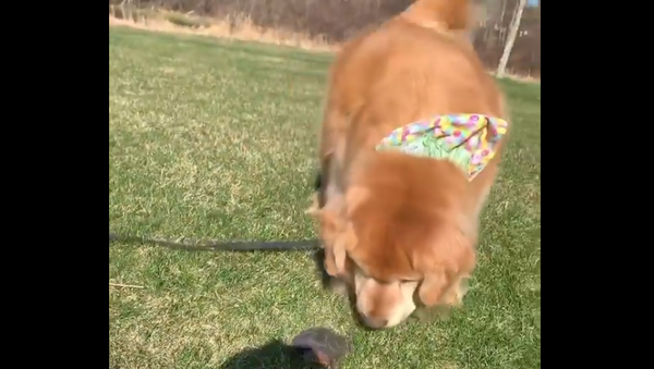 Golden Retriever and turtle - Sputnik International