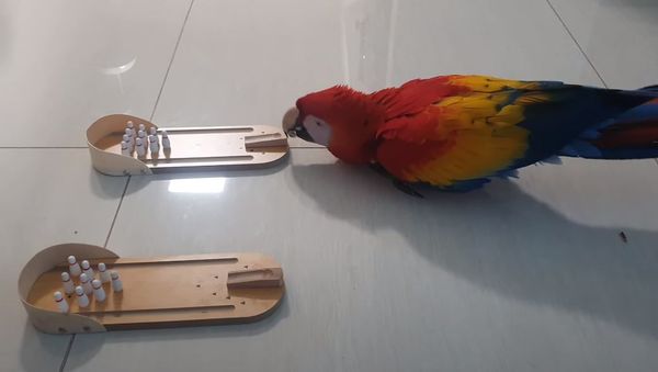 Parrot - Sputnik International