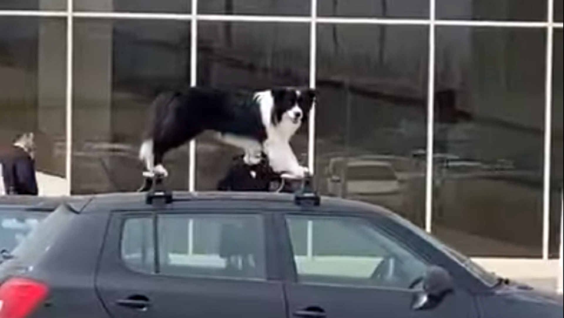 Woof Rack: Amusing Doggo Spotted Atop a Car Woof Rack: Amusing Doggo Spotted Atop a Car - Sputnik International, 1920, 11.04.2021