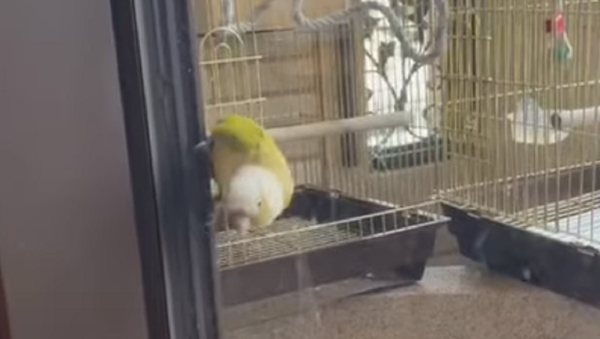 Bird Defies Gravity by Performing Amazing Sliding Trick - Sputnik International