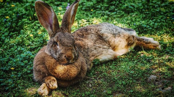 A big rabbit   - Sputnik International