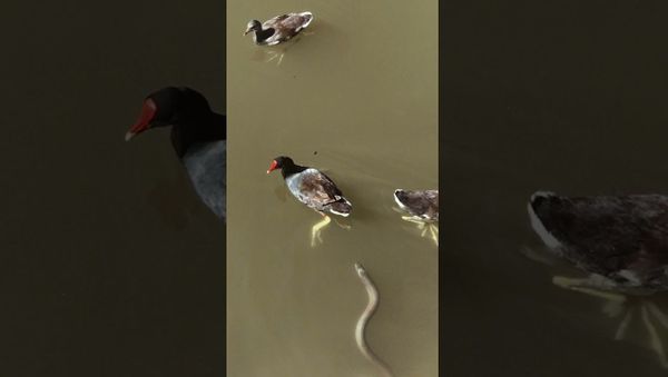 Snake Chases a Water Hen || ViralHog - Sputnik International