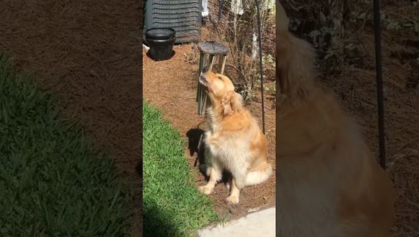 Cool Pup Puts on Concert || ViralHog - Sputnik International