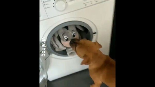 Humor And Animals  - Sputnik International