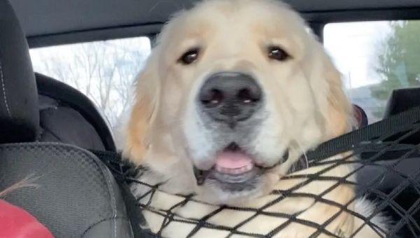 Don’t you know I am a front seat dog?!? - Sputnik International