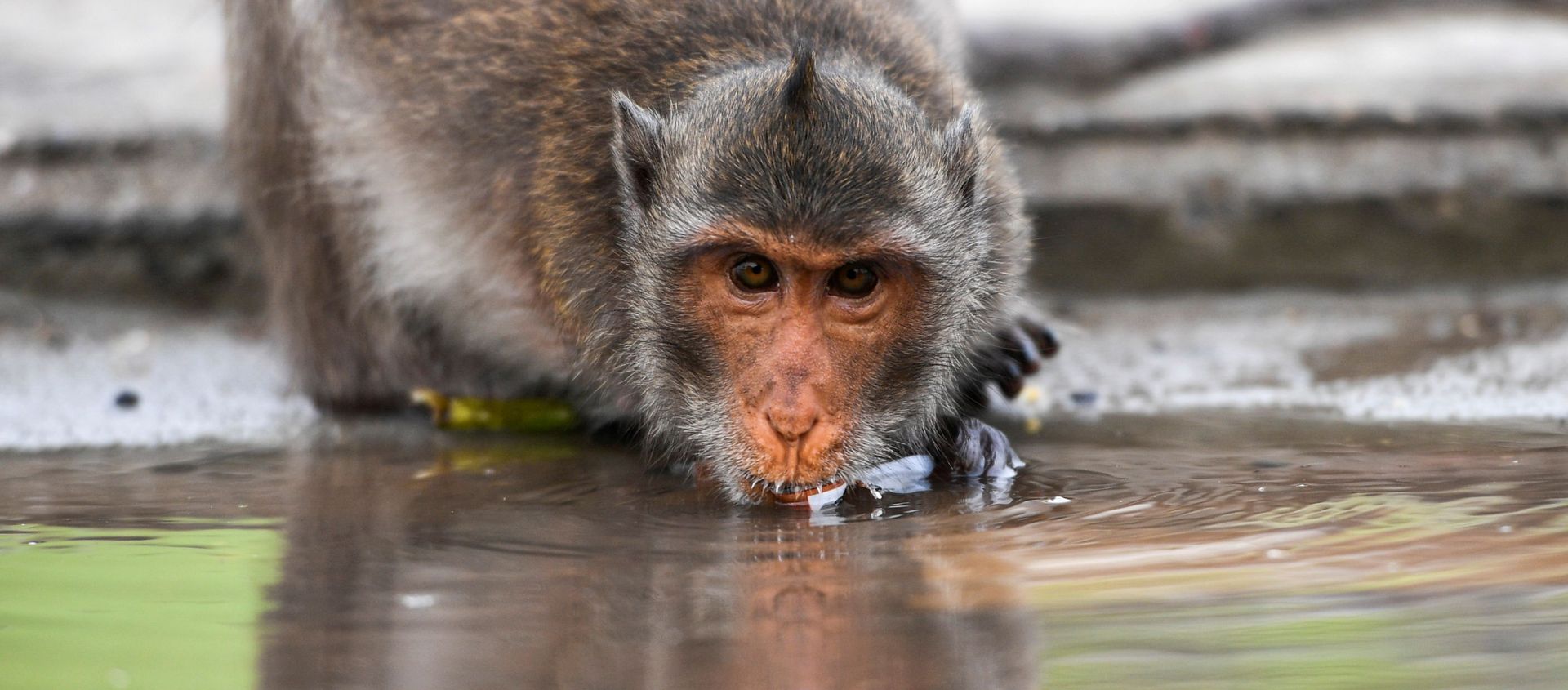 A long-tailed macaque drinks water in a mangrove near Bang Khun Thian on World Water Day at the outskirts of Bangkok, Thailand March 22, 2021. A long-tailed macaque drinks water in a mangrove near Bang Khun Thian on World Water Day at the outskirts of Bangkok, Thailand March 22, 2021. - Sputnik International, 1920, 16.04.2021