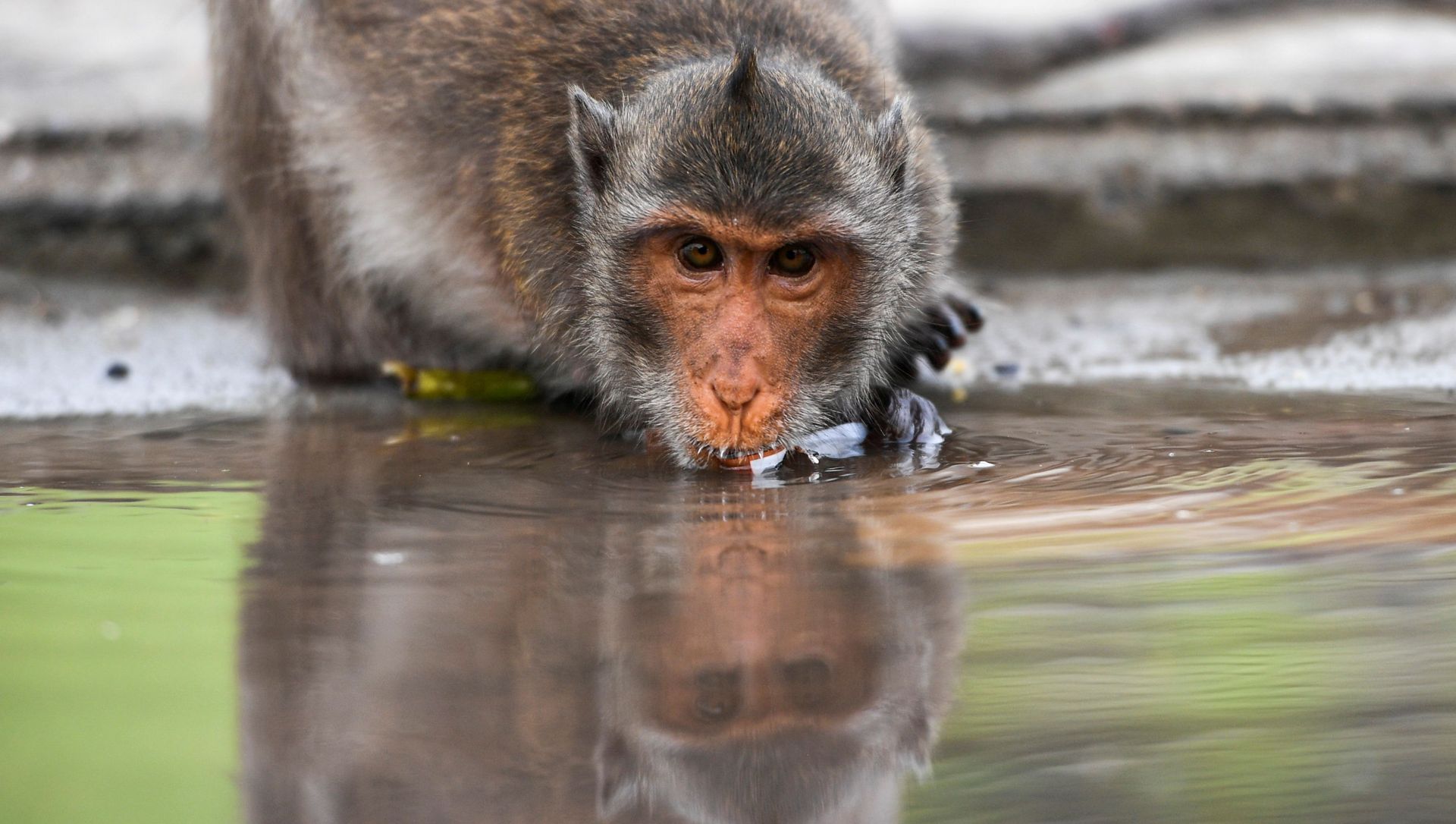 A long-tailed macaque drinks water in a mangrove near Bang Khun Thian on World Water Day at the outskirts of Bangkok, Thailand March 22, 2021. A long-tailed macaque drinks water in a mangrove near Bang Khun Thian on World Water Day at the outskirts of Bangkok, Thailand March 22, 2021. - Sputnik International, 1920, 16.04.2021