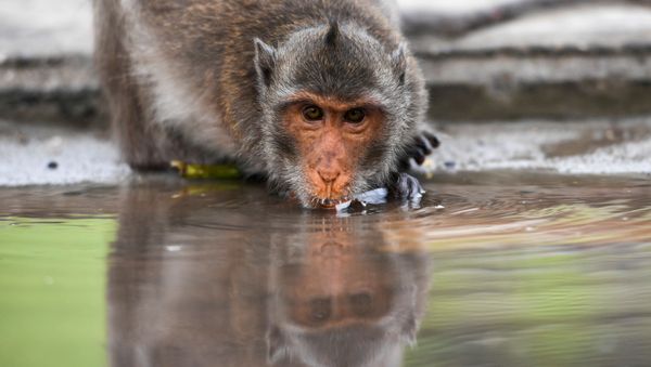A long-tailed macaque drinks water in a mangrove near Bang Khun Thian on World Water Day at the outskirts of Bangkok, Thailand March 22, 2021. - Sputnik International