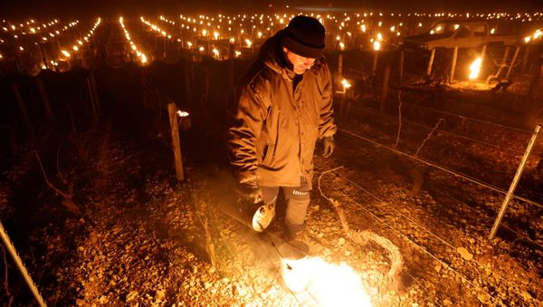 Chablis winemakers light up candles, heaters to save vines from frost outside Chablis - Sputnik International