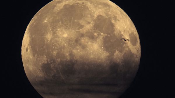 A bird is silhouetted against the full moon in St. Petersburg, Russia, Monday, March 29, 2021. - Sputnik International