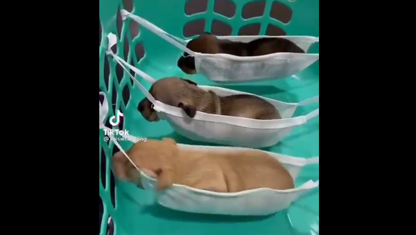 French Bulldog Puppies - Sputnik International
