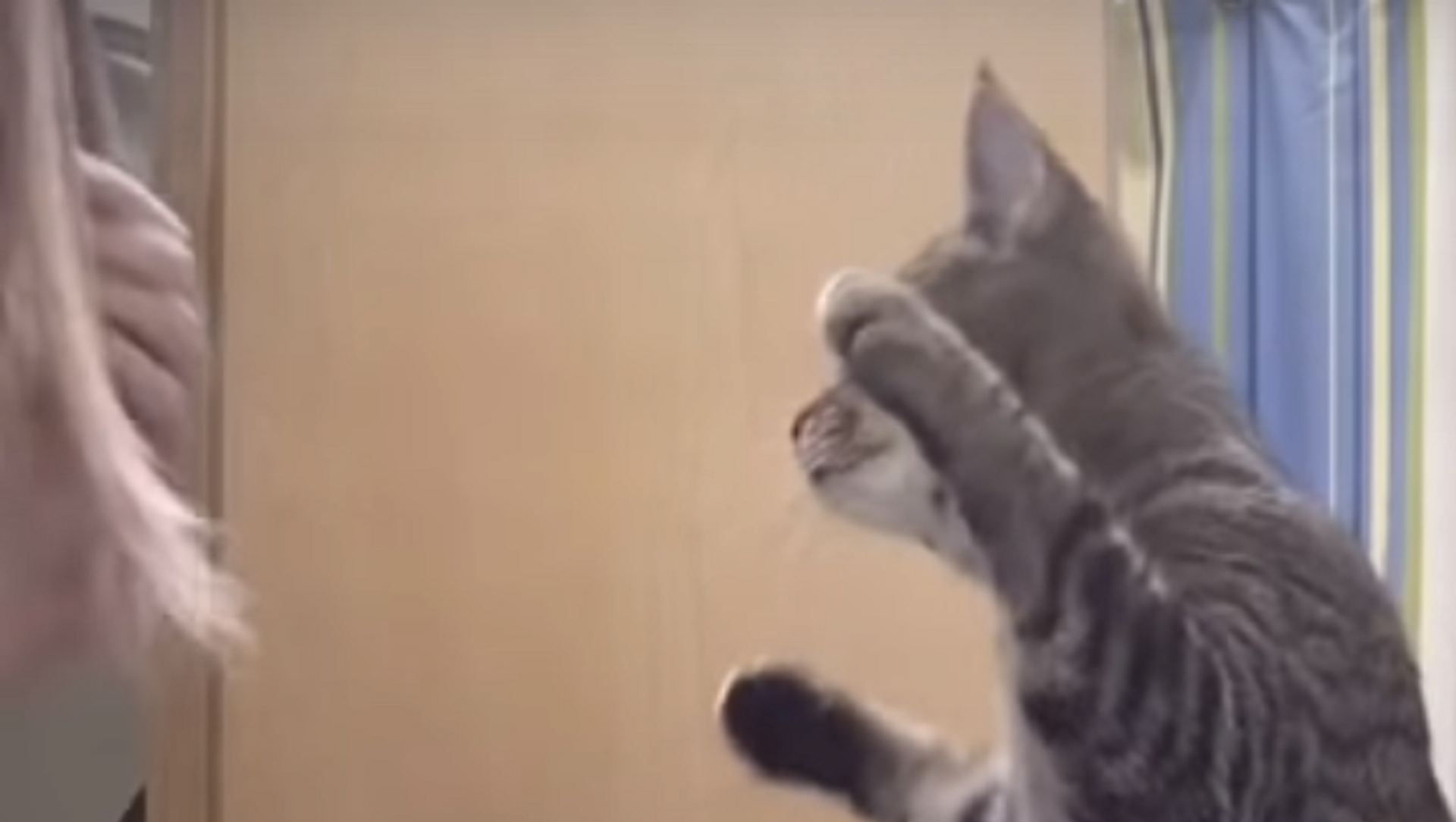Cute Tabby Cat Mimics Owner Brushing Her Hair Cute Tabby Cat Mimics Owner Brushing Her Hair - Sputnik International, 1920, 18.04.2021