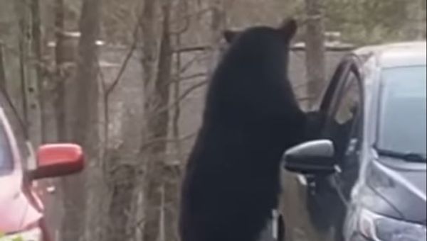 Bear - Sputnik International