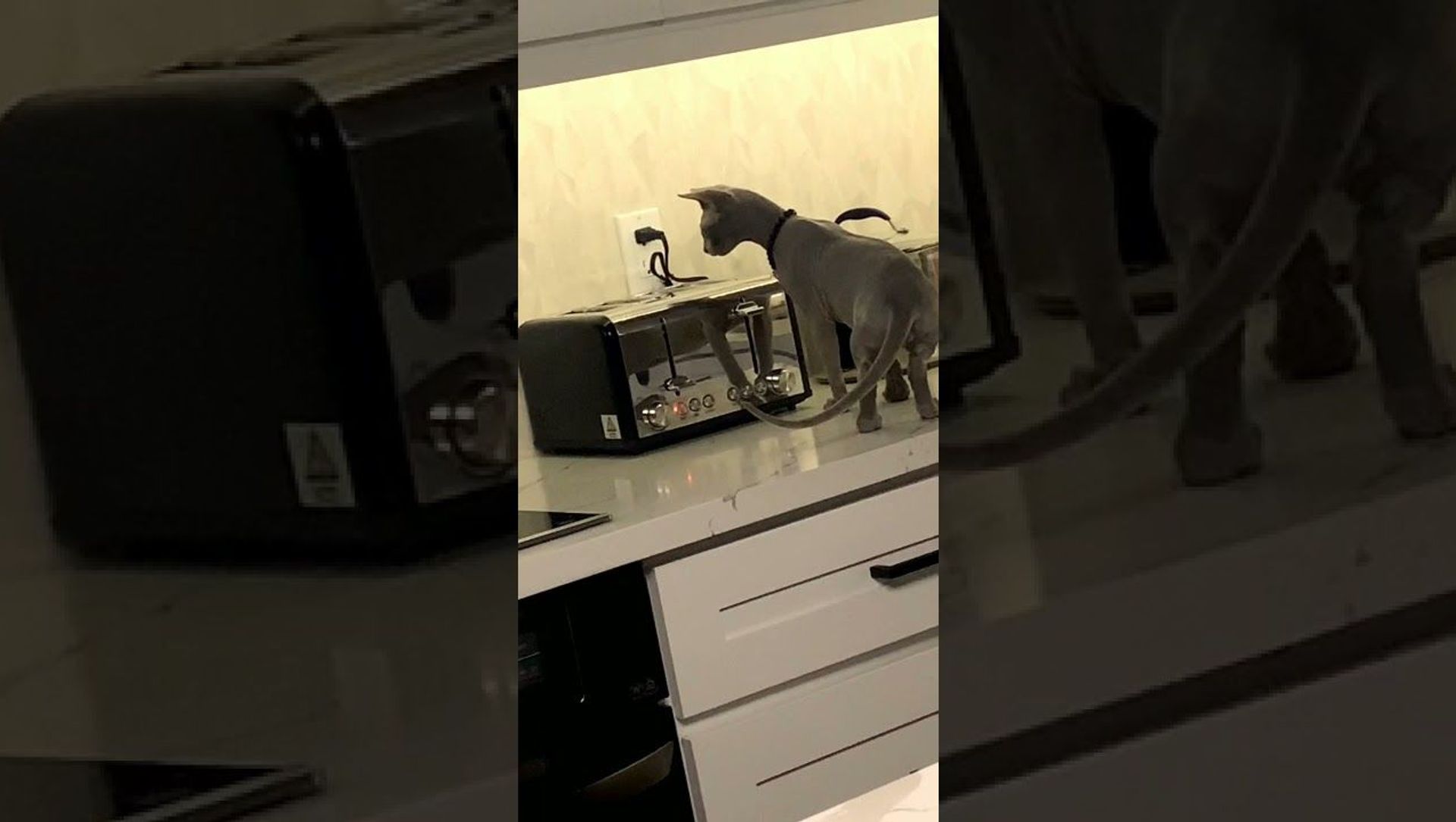 Curious Cat Startled by Toaster Popping || ViralHog Curious Cat Startled by Toaster Popping || ViralHog - Sputnik International, 1920, 21.04.2021