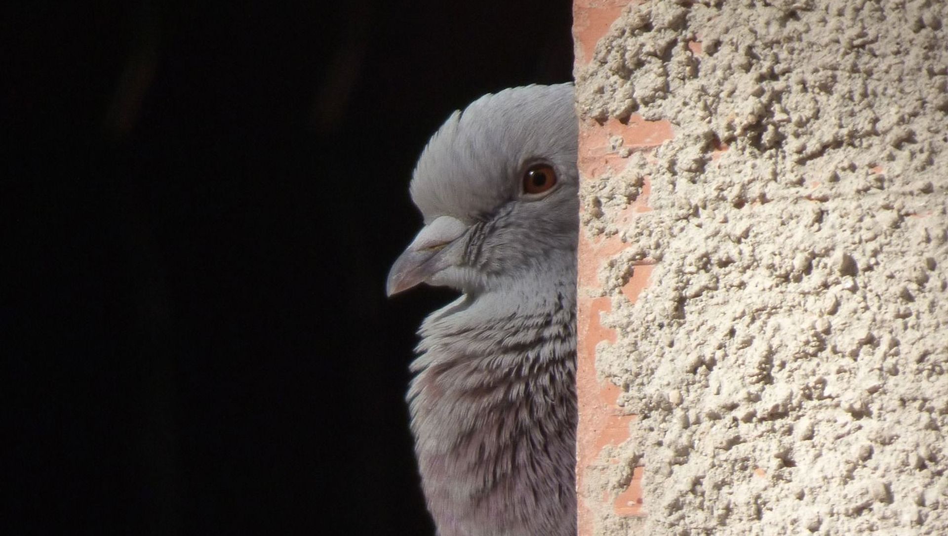 Spy pigeon Spy pigeon - Sputnik International, 1920, 21.04.2021