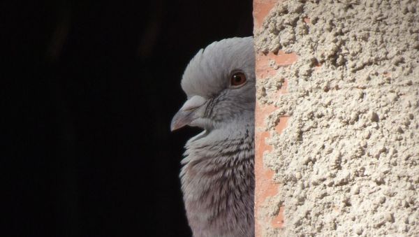 Spy pigeon - Sputnik International