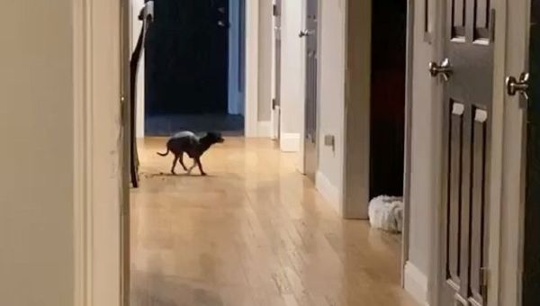 Dog - Sputnik International