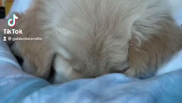 Dog - Sputnik International