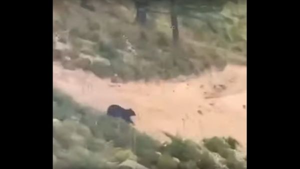 Bear chases mountain biker - Sputnik International