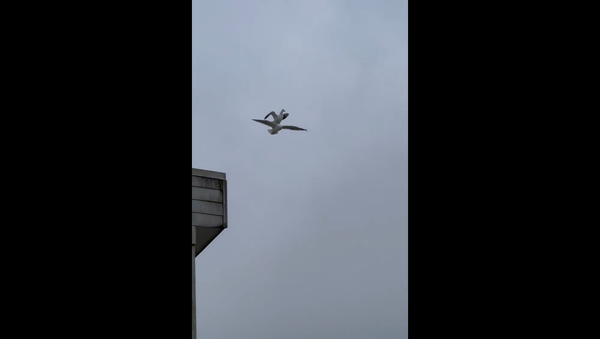 Seagulls - Sputnik International