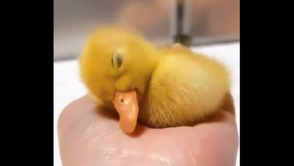 Duckling - Sputnik International