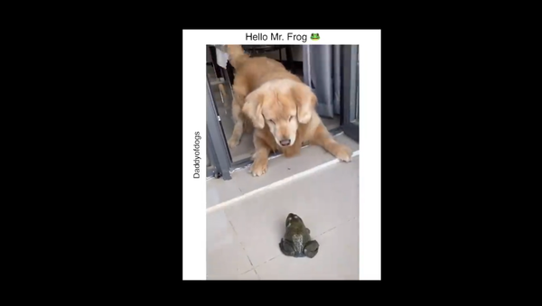 Dog and Frog - Sputnik International