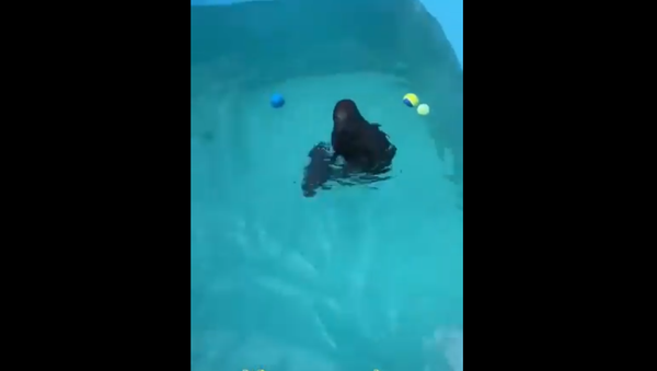 Baby Seal Kroshik - Sputnik International