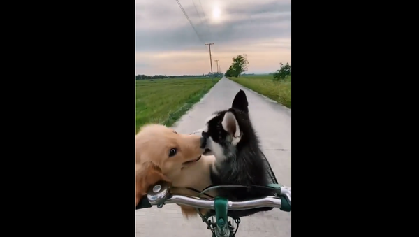 Golden Retriever Summer and Husky Winter - Sputnik International