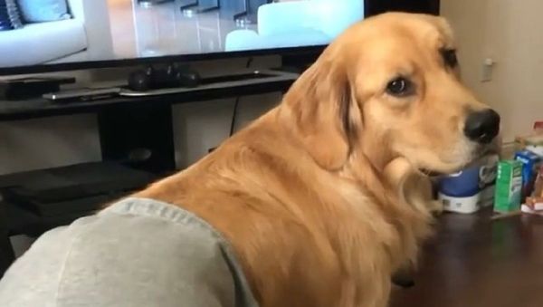 Golden Retriever Labrador - Sputnik International