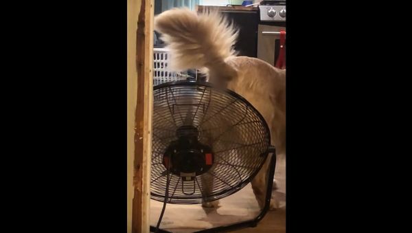 Fan Cools Down Retriever's Rump || ViralHog Fan Cools Down Retriever's Rump || ViralHog - Sputnik International