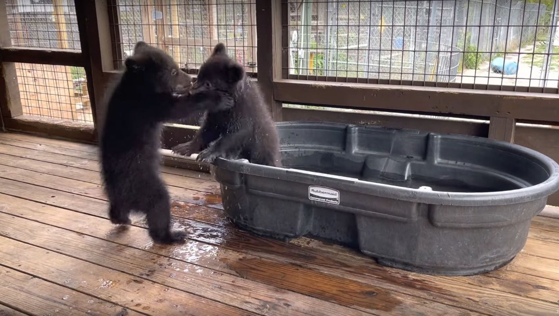 Cute Cubs Play at the Tub || ViralHog Cute Cubs Play at the Tub || ViralHog - Sputnik International, 1920, 29.04.2021