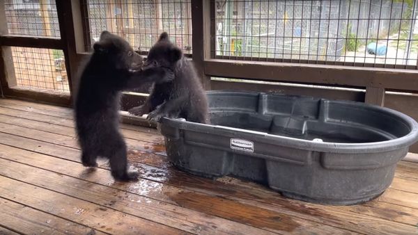 Cute Cubs Play at the Tub || ViralHog - Sputnik International