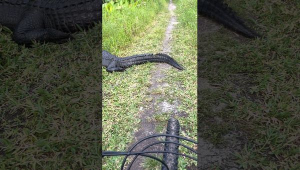 Cyclist Has a Close Encounter with Alligators || ViralHog - Sputnik International
