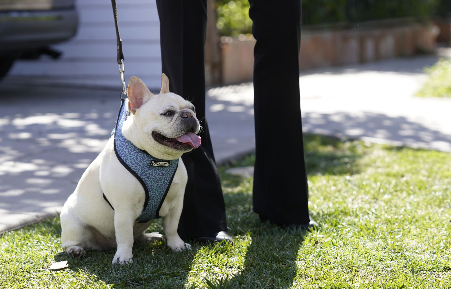 Five Charged With Robbery, Attempted Murder in Lady Gaga's Dognapping Case Five Charged With Robbery, Attempted Murder in Lady Gaga's Dognapping Case - Sputnik International, 1920, 30.04.2021