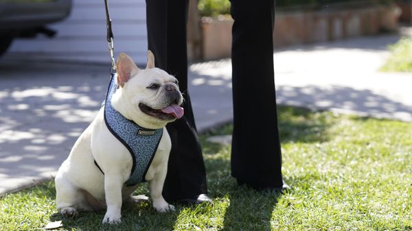 A French bulldog sits near an area on North Sierra Bonita Ave. where Lady Gaga's dog walker was shot and two of her French bulldogs stolen, Thursday, Feb. 25, 2021, in Los Angeles. - Sputnik International