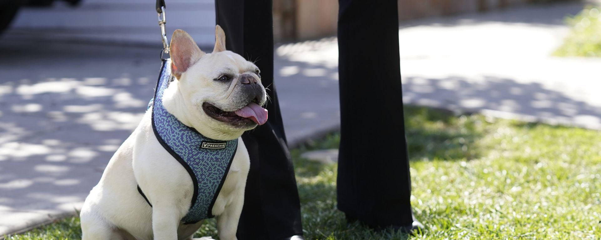 A French bulldog sits near an area on North Sierra Bonita Ave. where Lady Gaga's dog walker was shot and two of her French bulldogs stolen, Thursday, Feb. 25, 2021, in Los Angeles. - Sputnik International, 1920, 06.12.2022