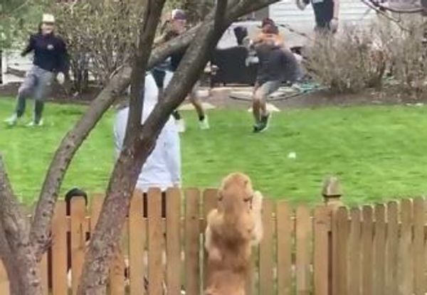 Golden retriever likes watching baseball  - Sputnik International