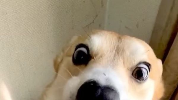 corgi eats potato  - Sputnik International