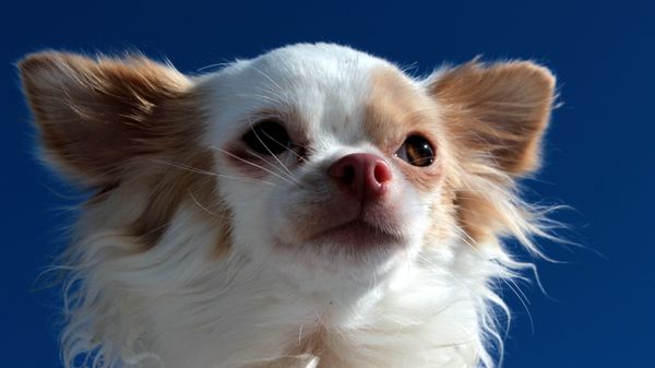 Chihuahua - Sputnik International