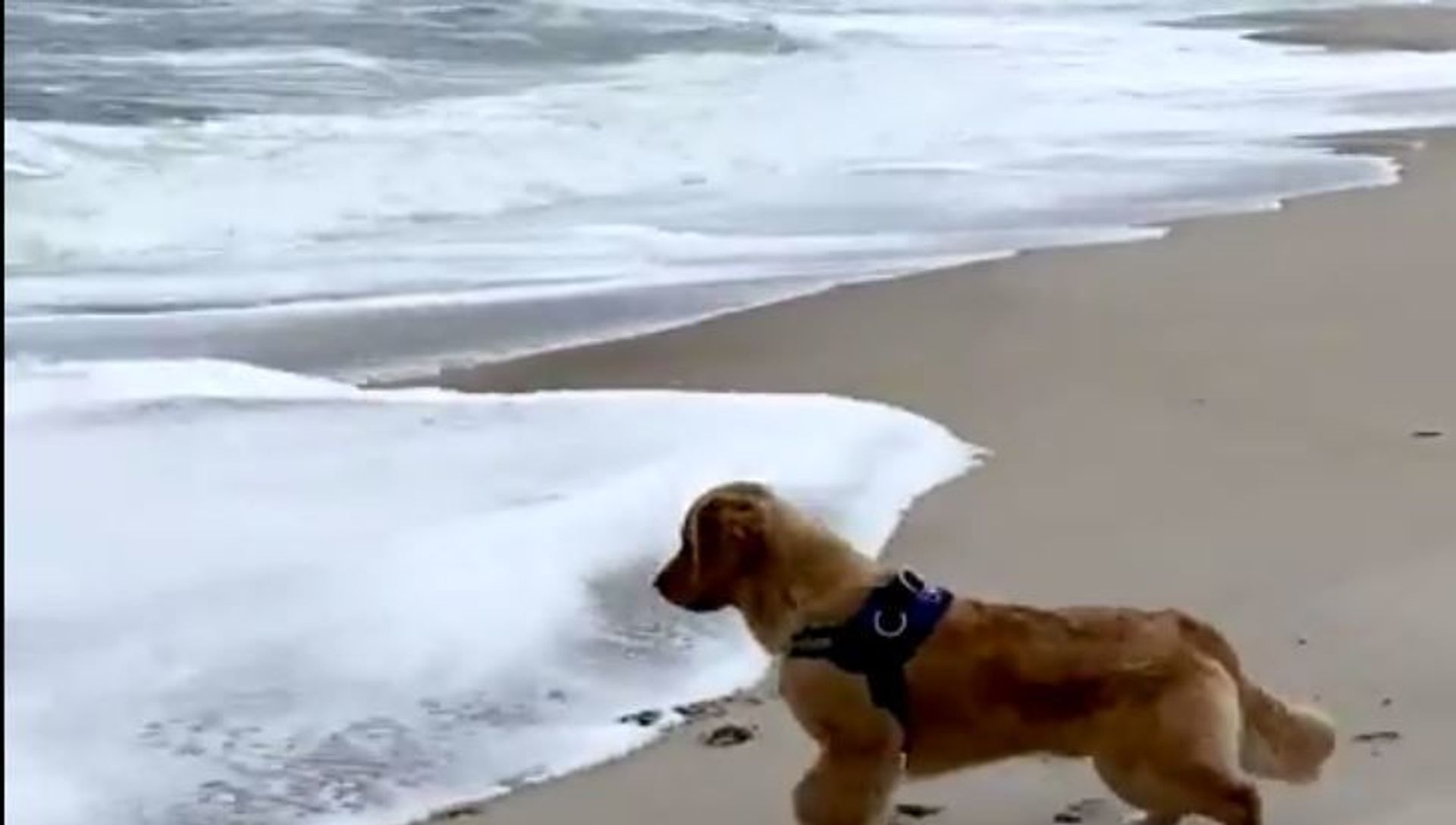 Golden Retriever VS Ocean Golden Retriever VS Ocean - Sputnik International, 1920, 02.05.2021
