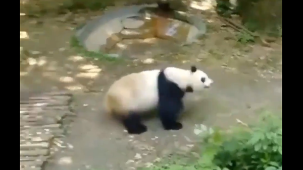 Panda chasing peacock - Sputnik International