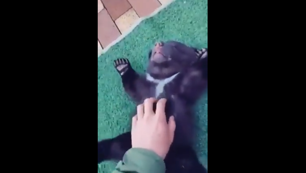 Bear cub - Sputnik International