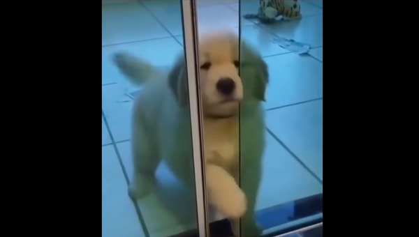 Golden retriever - Sputnik International