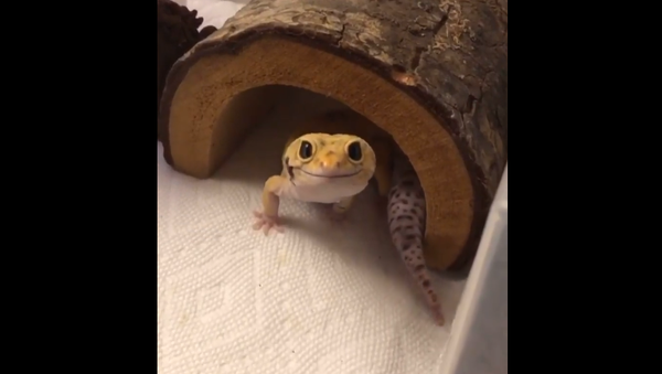 Gecko - Sputnik International